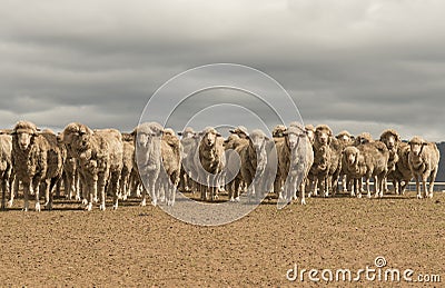 Sheep grazing in rural Australia Stock Photo