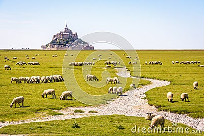 Sheep grazing on the salt meadows close to the Mont Saint-Michel tidal island in Normandy, France Stock Photo