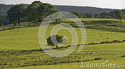 Sheep grazing on the slopes of the Fewston Valley near to Harrogate in West Yorkshire, Stock Photo