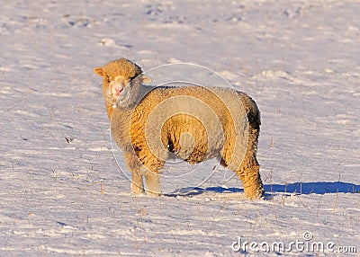 Sheep Grazing in the Snow Stock Photo