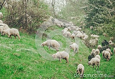 Sheep are grazing in spring on snow covered slope mountain Stock Photo