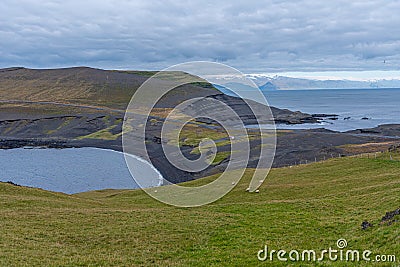 Sheep grazing at Storhofdi peninsula of Heimaey island in Iceland Stock Photo