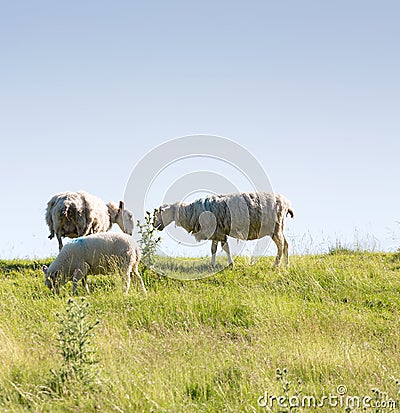 Sheep grazing on the top of a hill Stock Photo