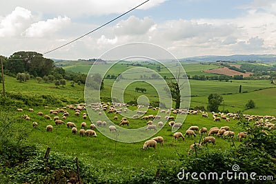 Sheep grazing on a Tuscan hillside Stock Photo