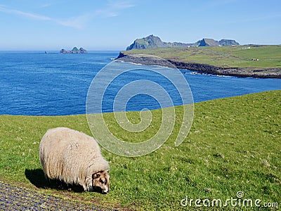 Sheep grazing on Westman Island, Heimaey, Iceland. Stock Photo