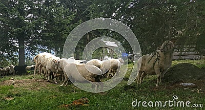 Sheep green clearing holydays great picture wood Stock Photo