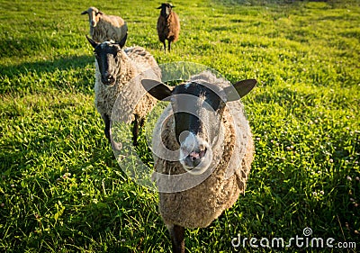 Sheep on a green grass Stock Photo