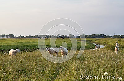 Sheep on green pasture Stock Photo