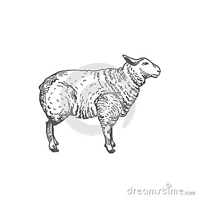 Sheep Hand Drawn Vector Illustration. Abstract Domestic Animal Sketch. Lamb Engraving Style Drawing. Vector Illustration