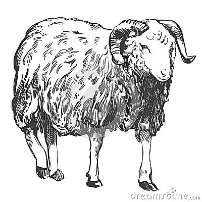 Sheep hand drawn vector illustration realistic sketch Vector Illustration