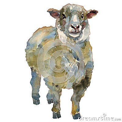 The sheep. Hand painted, isolated on white background watercolor illustration Cartoon Illustration