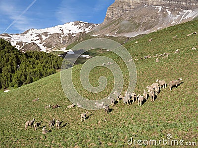 Sheep in haute provence park mercantour near col de vars in sunny meadow with snow capped mountains Stock Photo