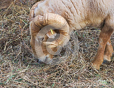 Sheep head Stock Photo