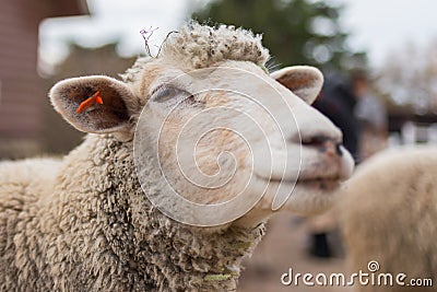 Sheep head close up. Farm animals. Stock Photo