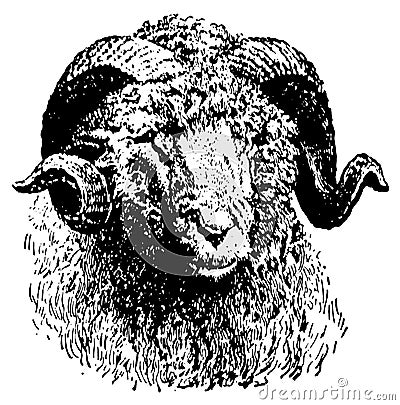 Sheep head I Antique Animal Illustrations Cartoon Illustration