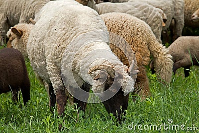Sheep heard Stock Photo