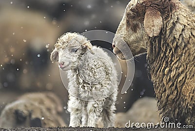 Sheep with her lamb newborn Stock Photo