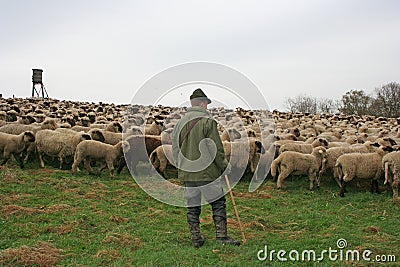 Sheep Herd Stock Photo