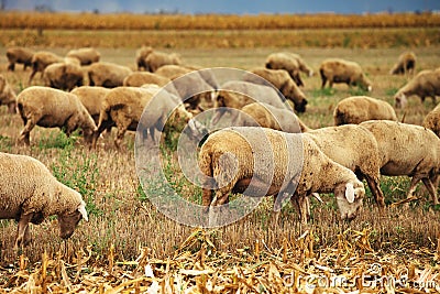 Sheep herd grazing on wheat stubble field Stock Photo