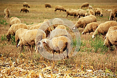 Sheep herd grazing on wheat stubble field Stock Photo