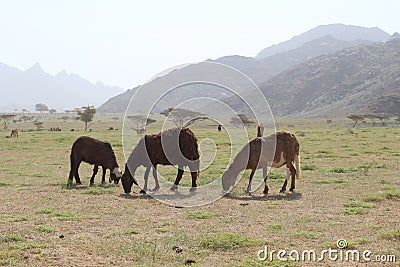 Elba protectorate Sheep herd grazing in the wide fields of Elba mountain Stock Photo
