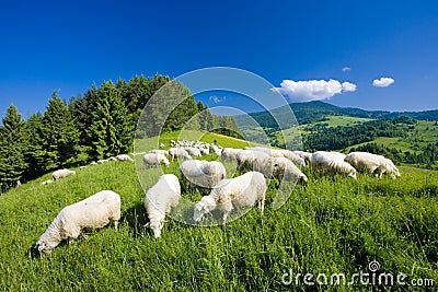 sheep herd, Mala Fatra, Slovakia Stock Photo