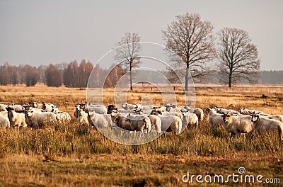 Sheep herd before sunset in Dwingelderveld Stock Photo