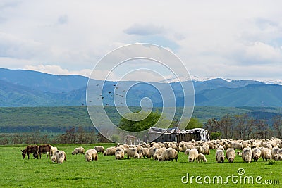 Sheep herd on pasture in mountain with birds flock Stock Photo