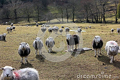 Sheep Stock Photo