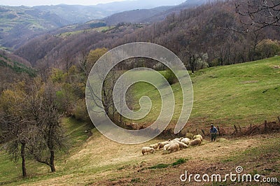 Sheep herd and shepherd Editorial Stock Photo