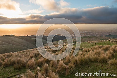 Sheep on highland pasture on sunset Stock Photo