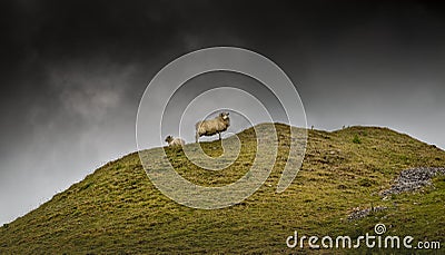 Sheep on a hill top Stock Photo