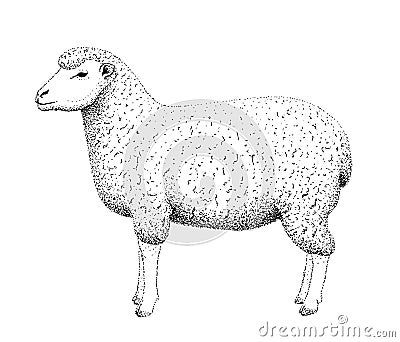 Sheep illustration old lithography style hand drawn Cartoon Illustration