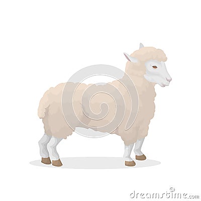 sheep illustration. Vector Illustration