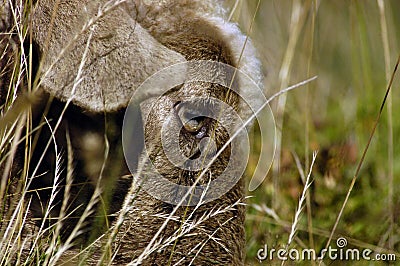 futter,tierfutter,futtermittel,schaf,schafe,nutztiere,nutztier,nutztierhaltung,tierhaltung,viehwirtschaft,landwirtschaft,tiere, Stock Photo