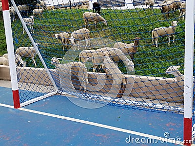 Sheep invading football field-Alhaurin de la Torre Stock Photo