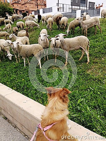 Sheep invading football field-Alhaurin de la Torre Stock Photo