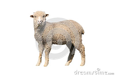 Sheep isolated Stock Photo