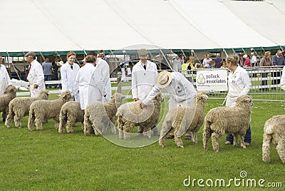 Sheep judging Editorial Stock Photo