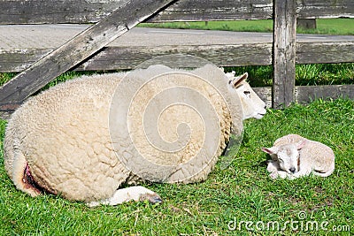 Sheep with just born lamb in spring Stock Photo