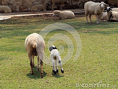 The sheep just gave birth in a meadow on green grass. Stock Photo
