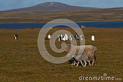 Sheep and King Penguins - Falkland Islands Stock Photo