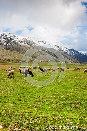 Sheep at Lago del Matese Stock Photo