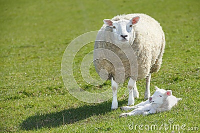 Sheep and lamb Stock Photo