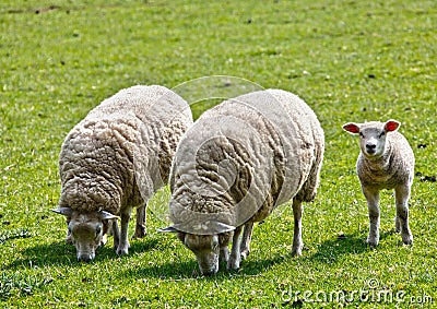 Sheep with lamb Stock Photo