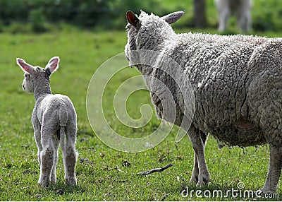 Sheep and lamb Stock Photo