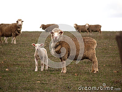 Sheep and lamb Stock Photo