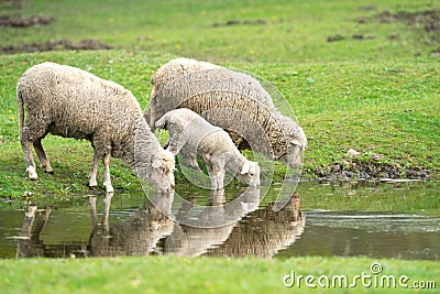 Sheep and lamb drinking water Stock Photo