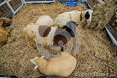 Sheep lamb ewe goat farm for wool & meat. Stock Photo