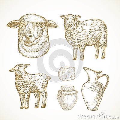 Sheep Lamb Farm Products and Objects. Cattle, Milk and Cheese Hand Drawn Vector Illustrations Set. Domestic Animals Vector Illustration